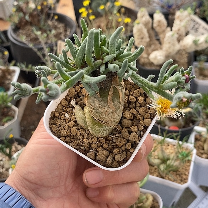 816淡清霜一带盆