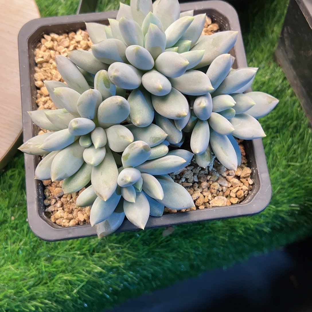 【闪购商品】哥特黄体福利