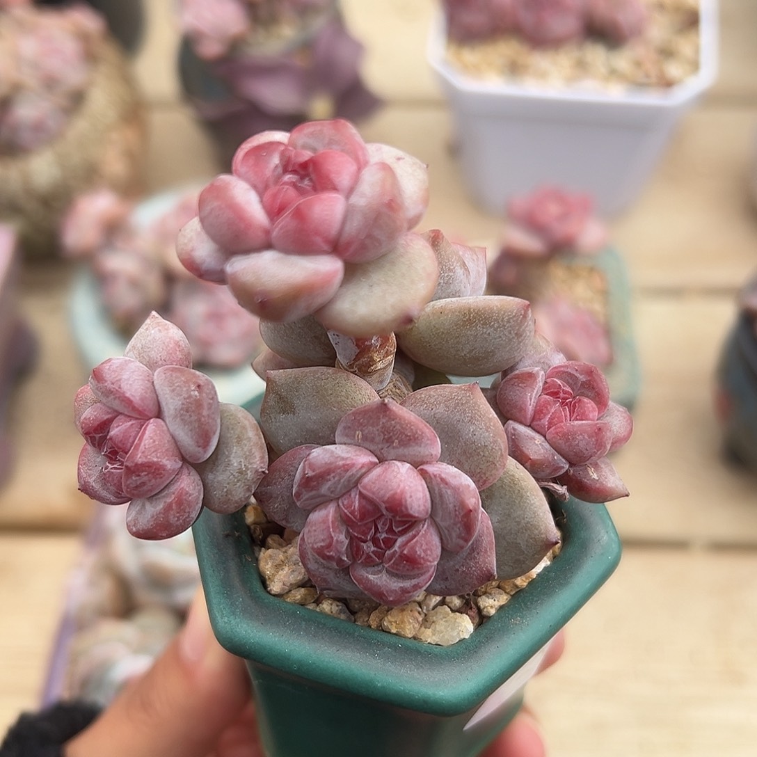 5头小包脸哈哈哈哈哈