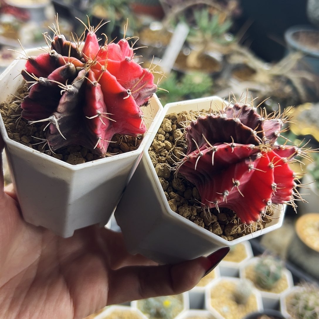 组合仙人球111111111