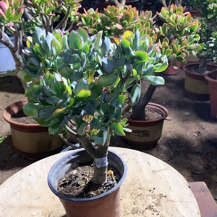 西**呀13元海带玉树