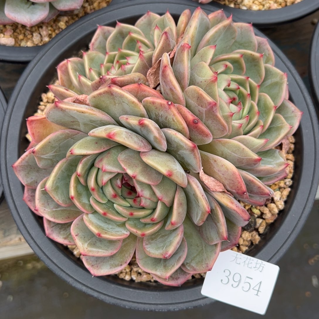 5****福3954肉肉肉肉肉肉肉肉