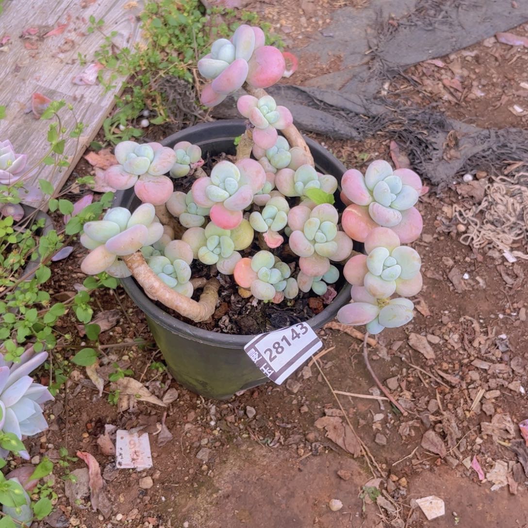 粘***…洛神多肉植物28143