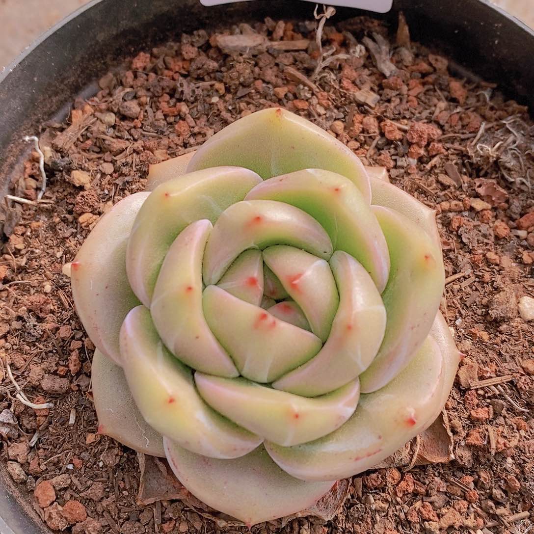 【闪购商品】云01号Q橙