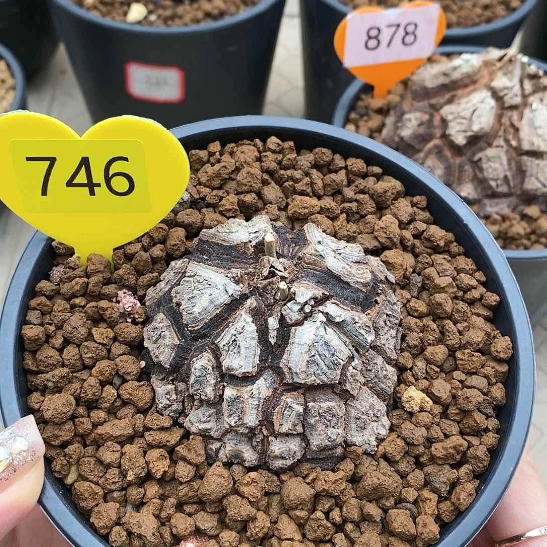 墨西哥龟甲龙龟甲龙