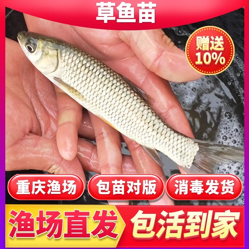 优质草鱼苗白皖好养耐活全国批发可养