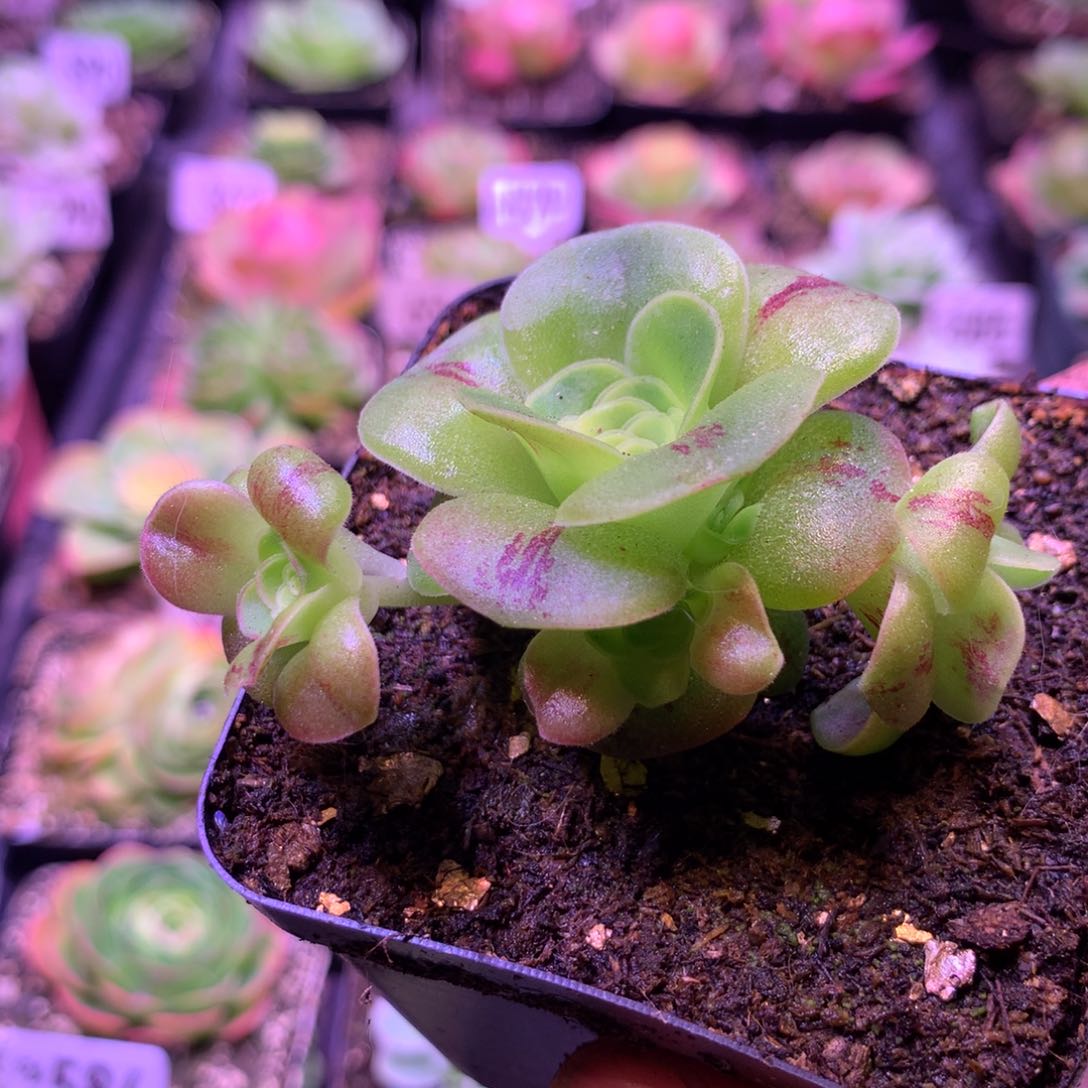 烈火597山地玫瑰多肉