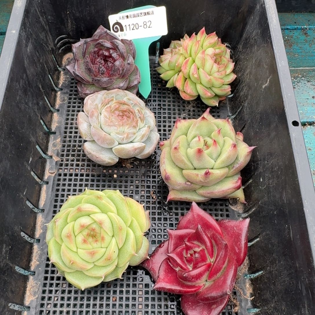 从前慢多肉精选编号1120.82