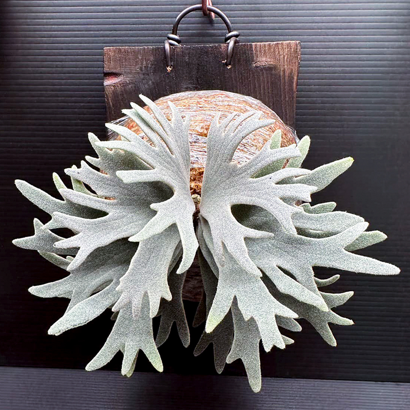 细菌玉女鹿角蕨孢子苗8cm盆径包邮