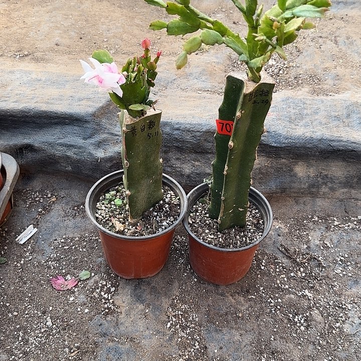 708+707嫁接蟹爪兰：黄白粉+芭芭拉（无花苞）