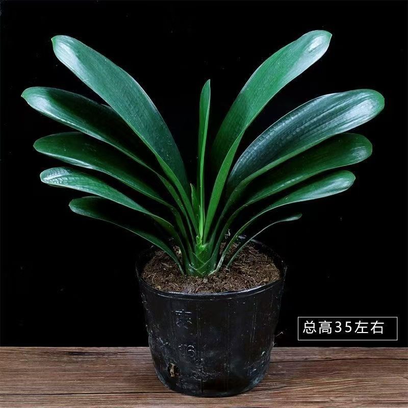 F-宠粉4-7片叶君子兰盆栽室内花卉四季常青适合客厅阳台摆放