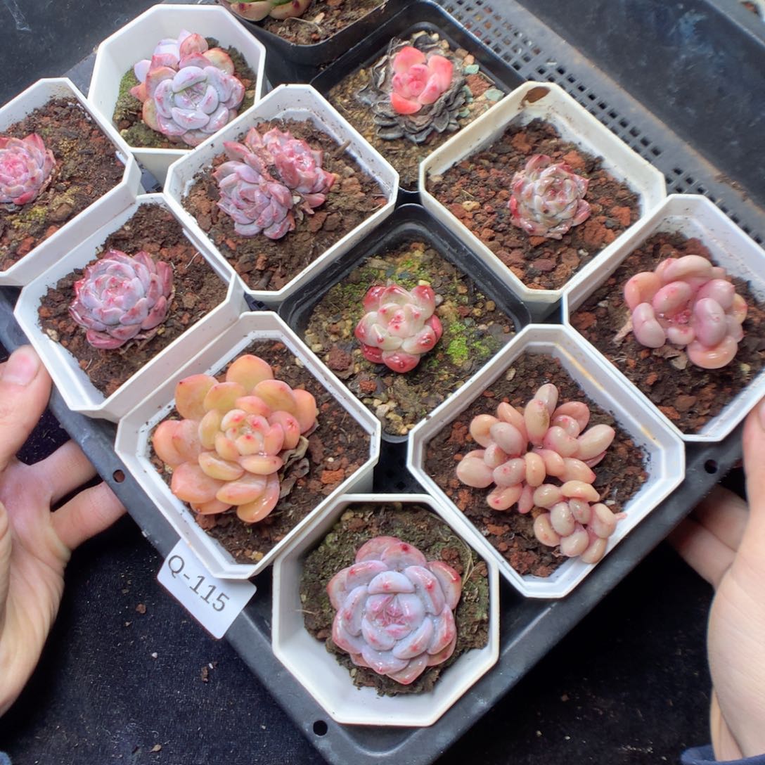 无花朵Q115。yyyyyyyy