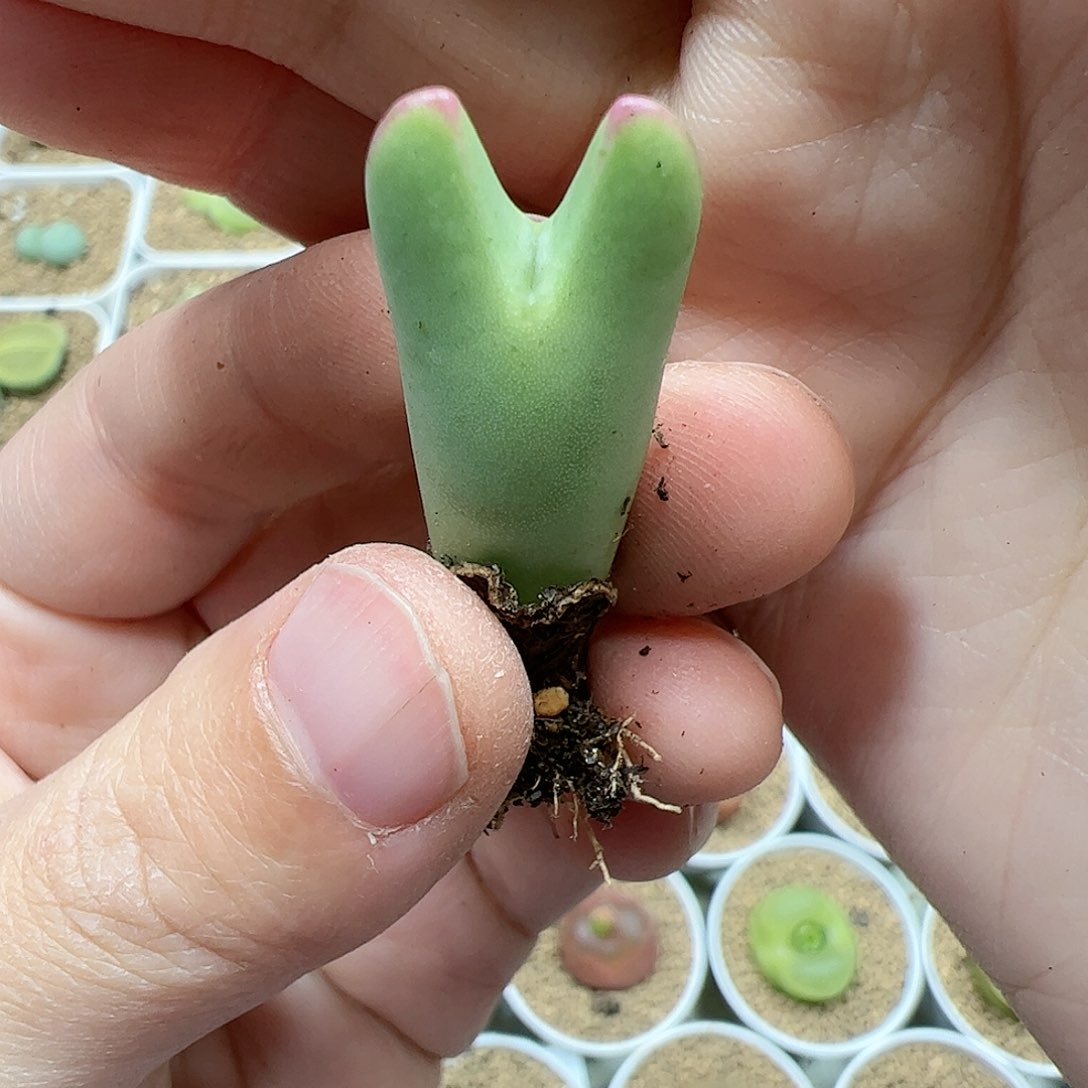 【闪购商品】35 皮卡丘