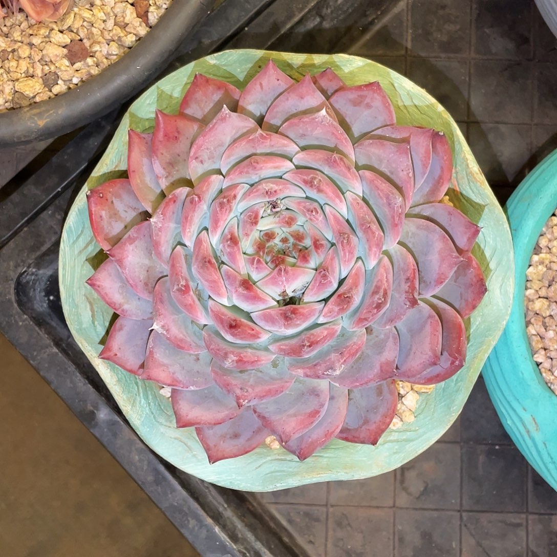 多肉植物一物一拍