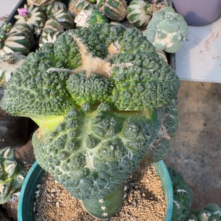 717超大尤哥斯拉牡丹