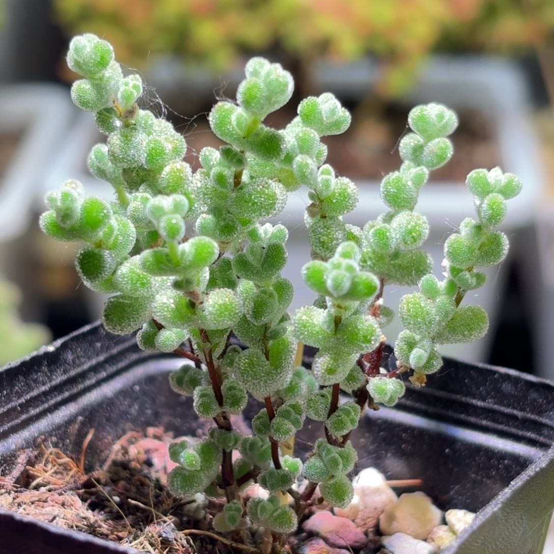枝干番杏超级莱斯F819