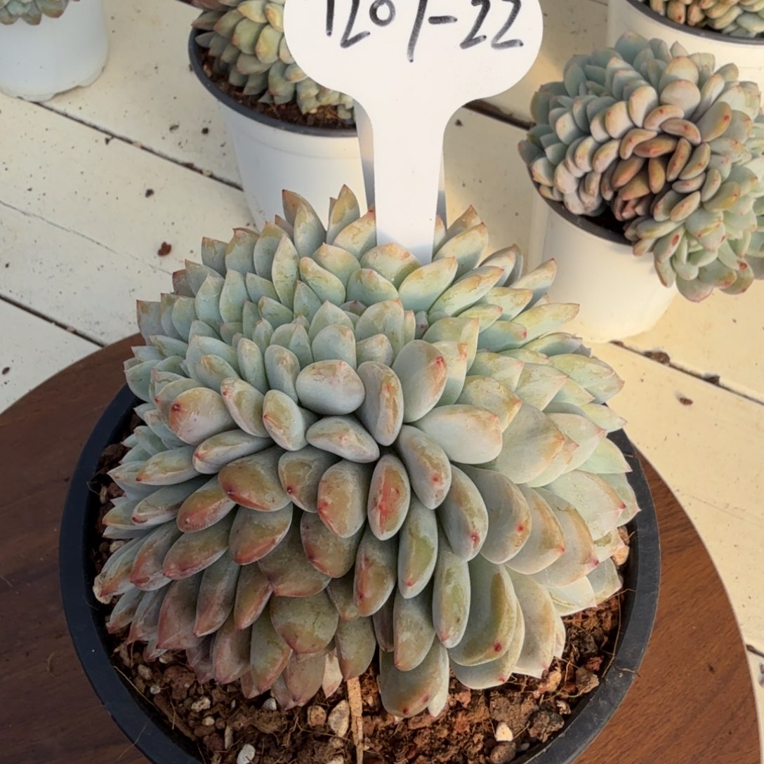 秋****1207-22星影缀化脱土发货