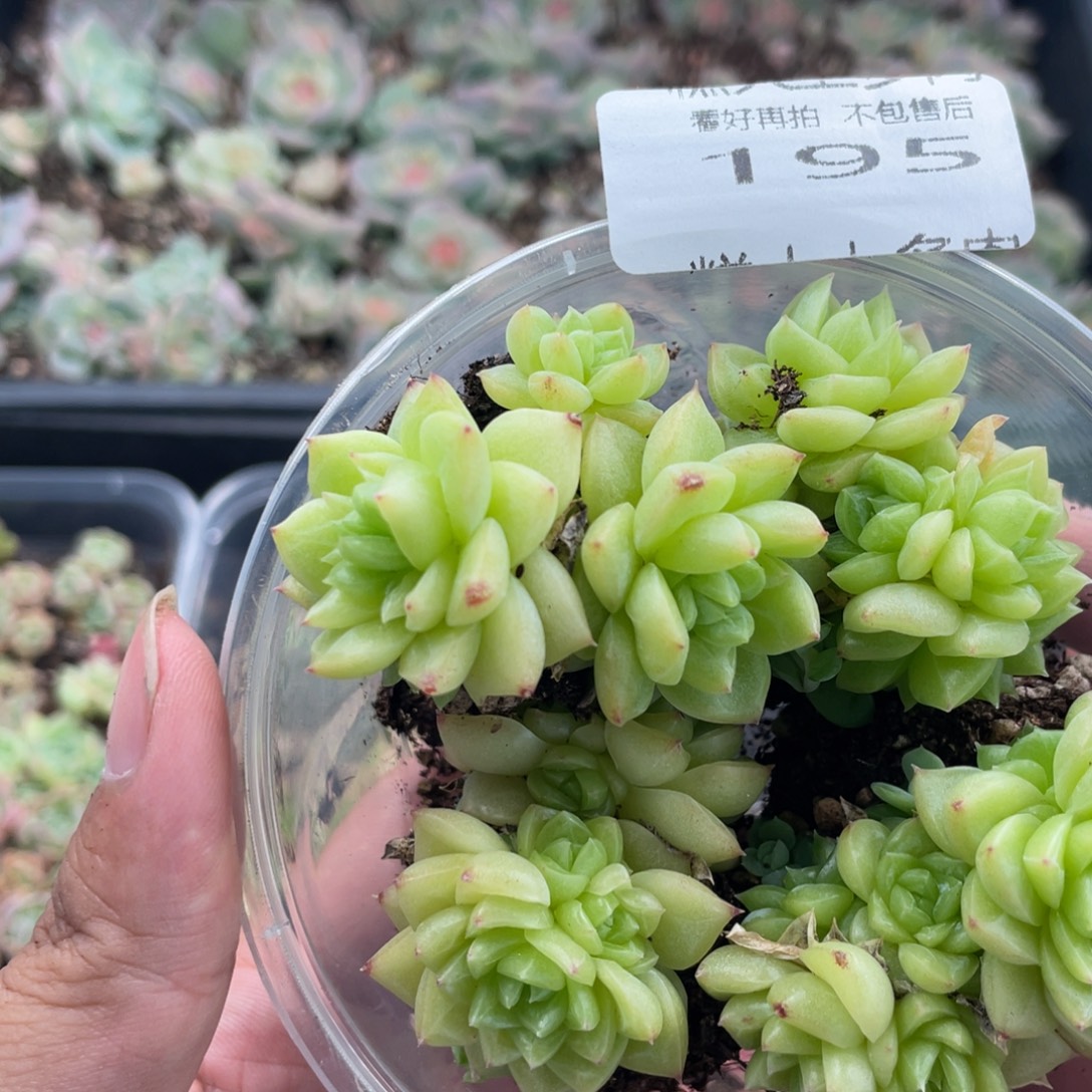糕大上多肉植物195