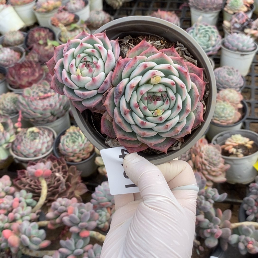 4181水蜜桃一物一拍