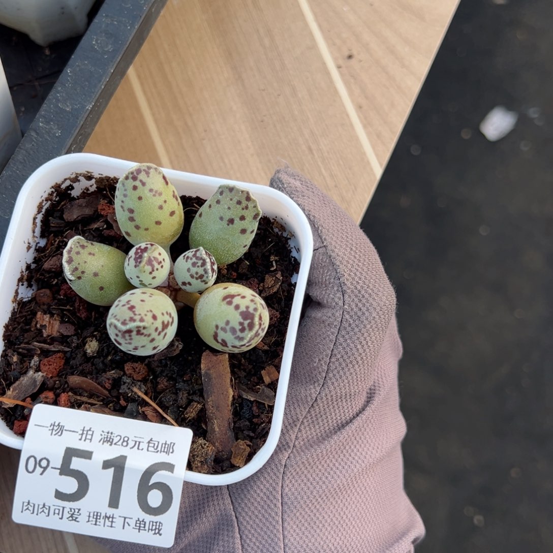 海豹多肉多肉多肉多肉