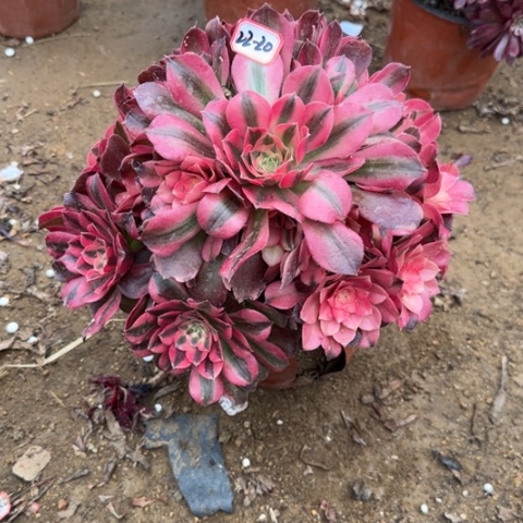 22-20香妃叶片软多肉植物