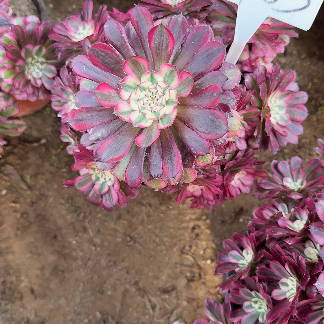 4183红铜白多肉法师