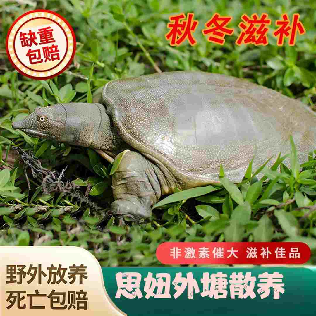 生态外塘青背鲜活水产中华鳖团鱼包活外塘甲鱼到家甲鱼苗活鲜甲鱼