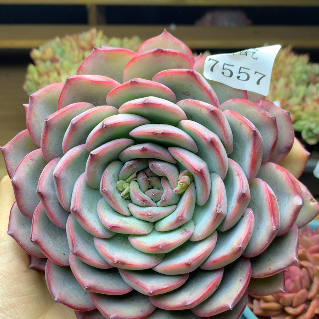 7557杂交多肉老桩