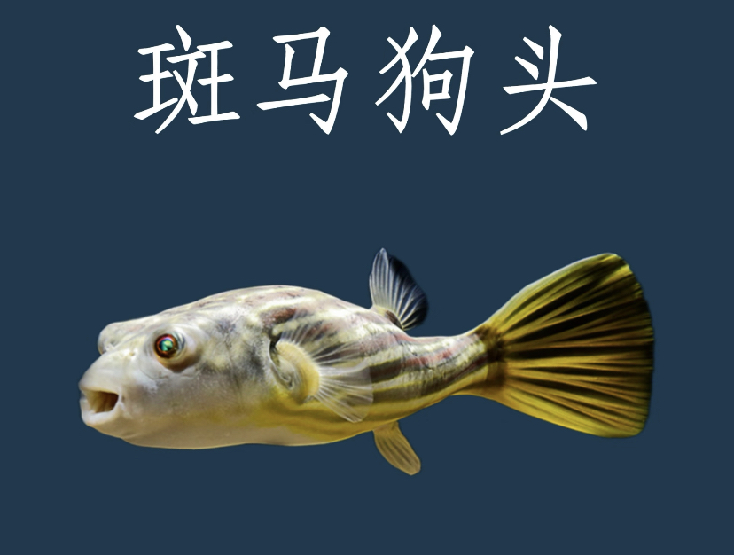 超萌好物热带淡水猛鱼斑马狗头
