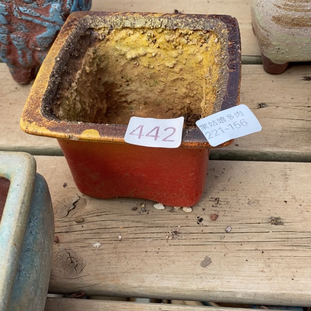 红陶阿**菇156号多肉盆一个呀