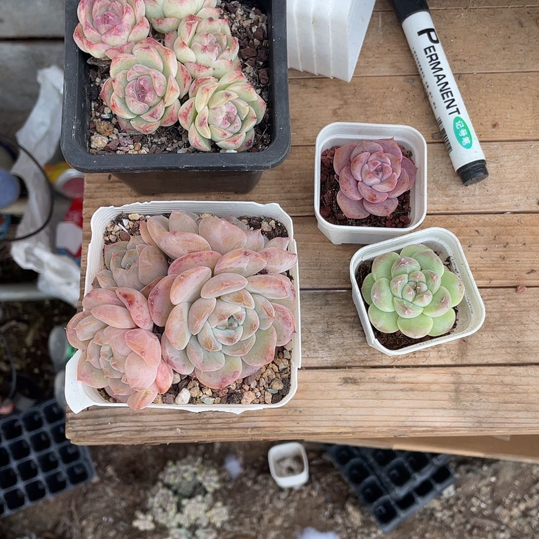 囡****你说什么都不说啊怎么