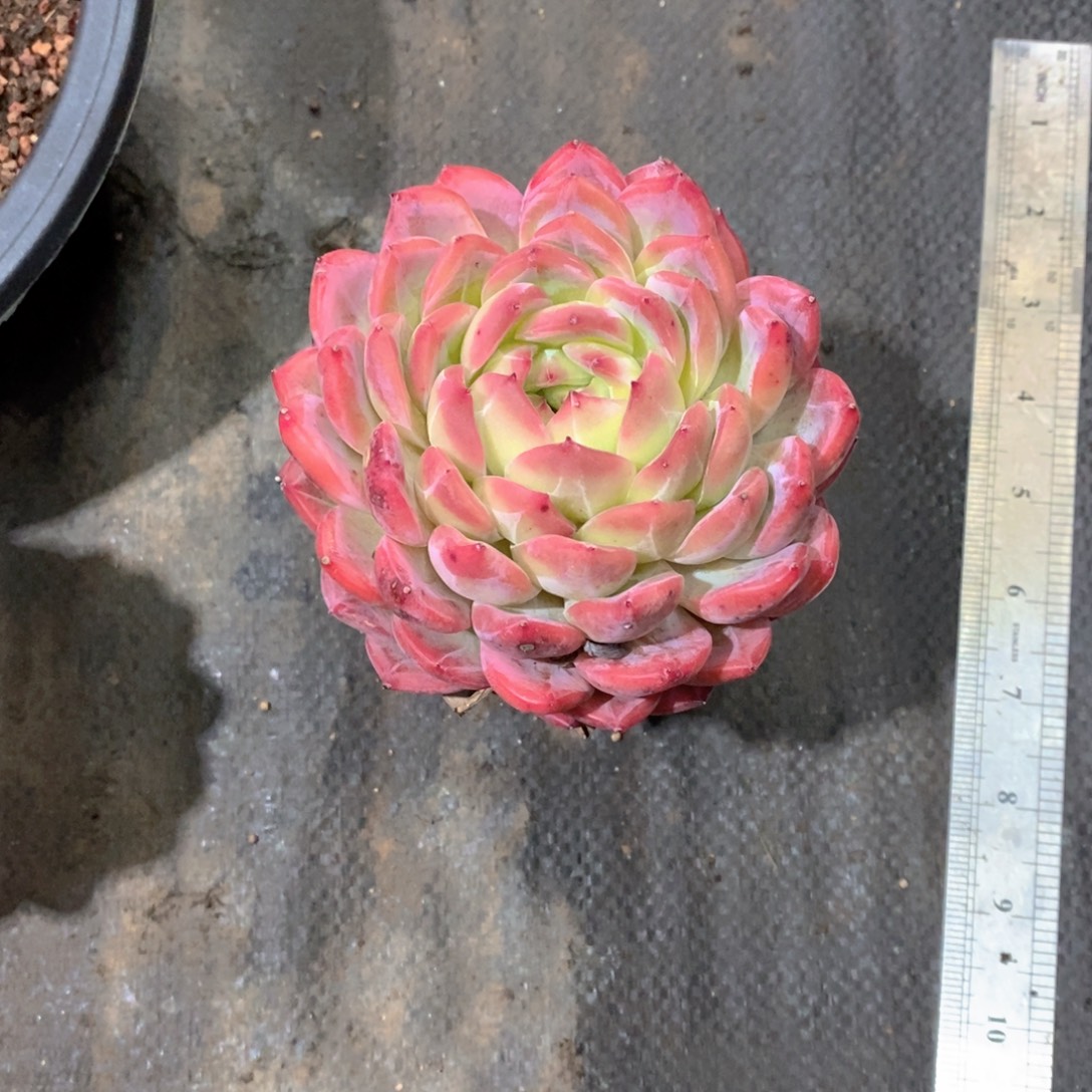 （***）红莺多肉植物老桩