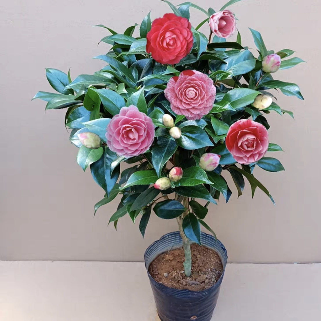 山茶花五色赤丹盆栽树苗一树开多色山茶花卉盆栽植物山茶花盆栽