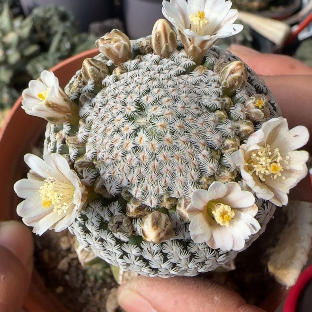 【闪购商品】苗接羽毛209