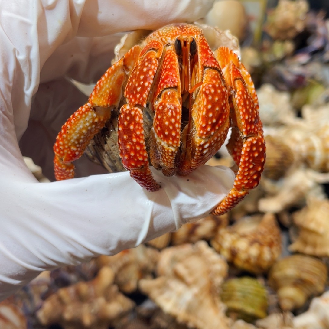 蜗居异宠寄居蟹046斐济