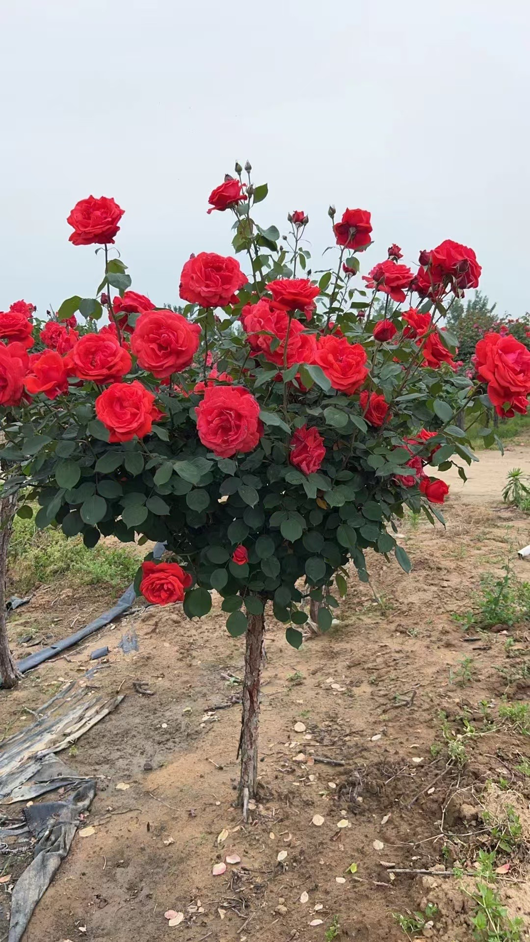 树桩月季棒棒糖玫瑰大花浓香庭院四季开花花卉（不包邮）