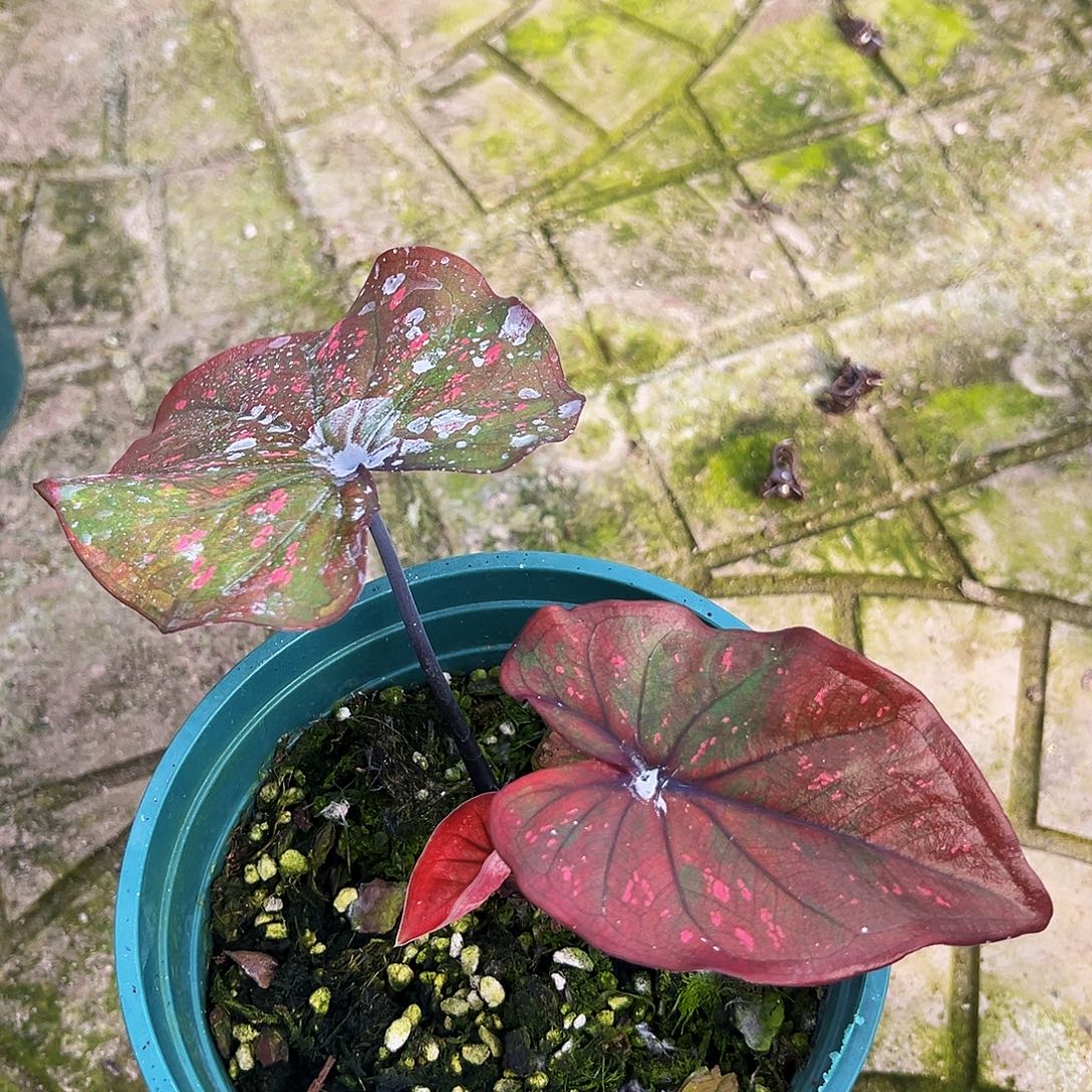 Y***.完全开放一物一拍8118