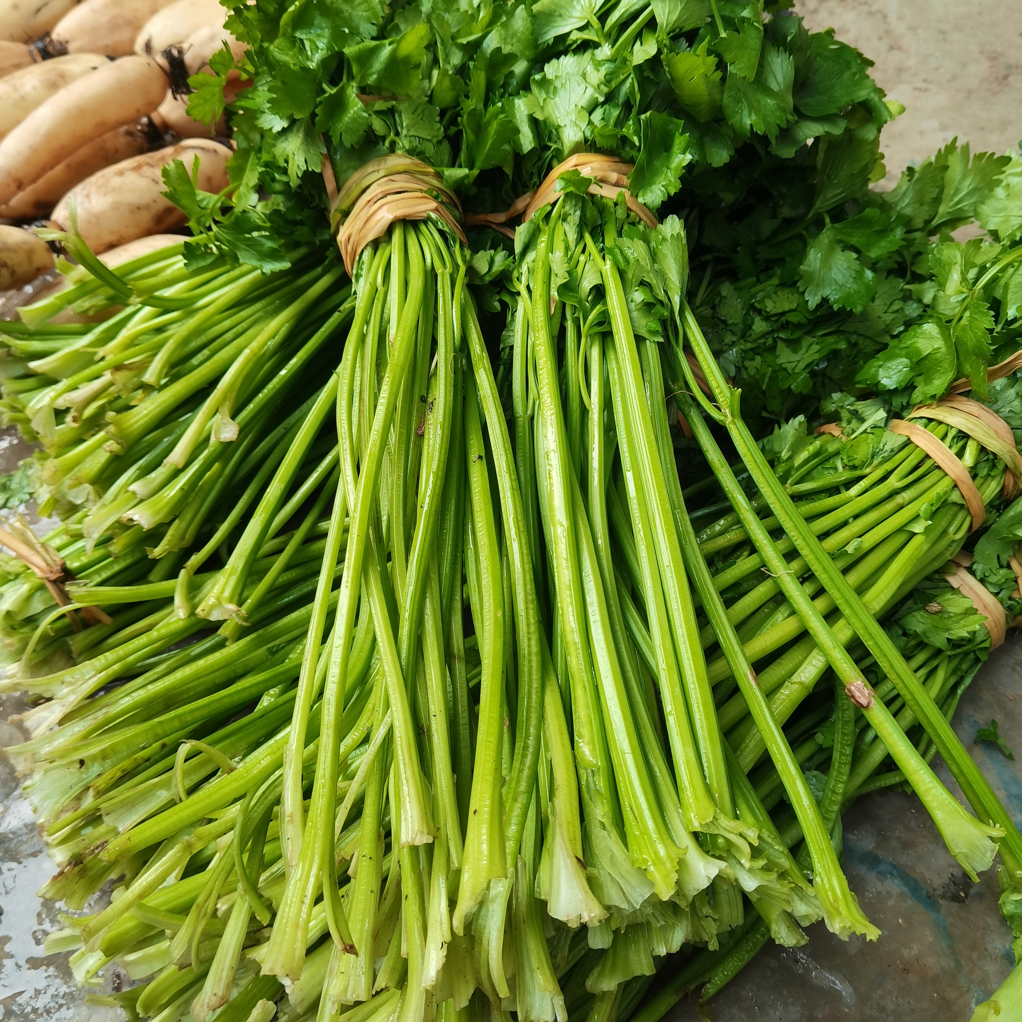 新鲜现摘现发四川巴中小香芹菜包邮