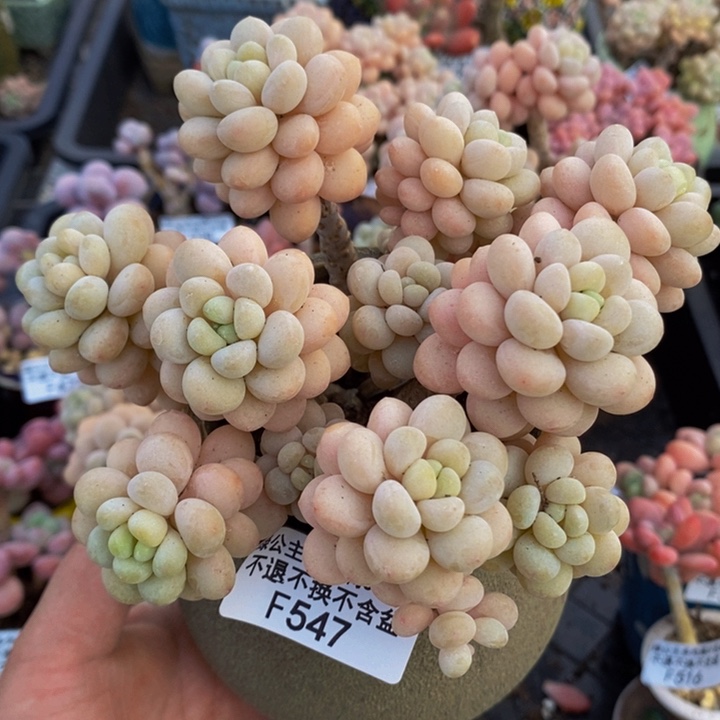 洛可可老桩12cm547多肉植物