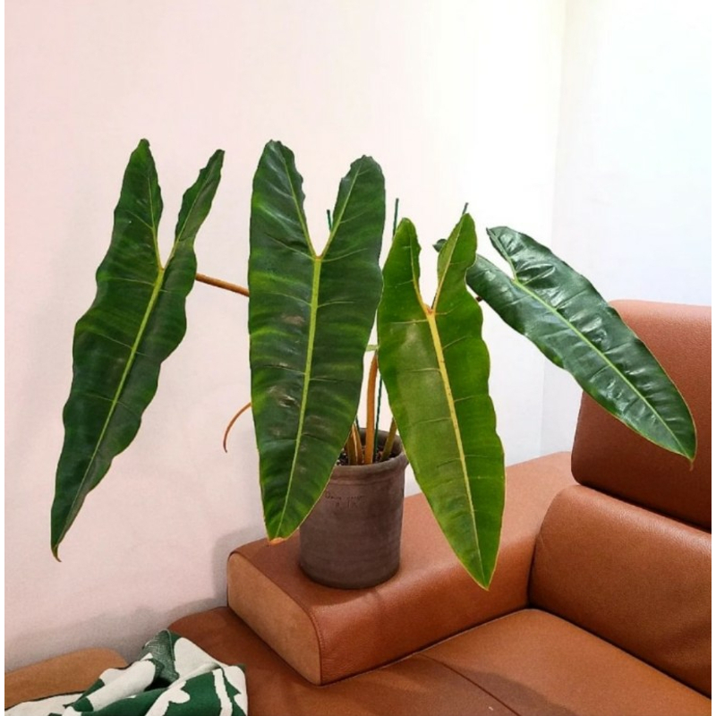 橙柄蔓绿绒锦ins热植王先森的花园