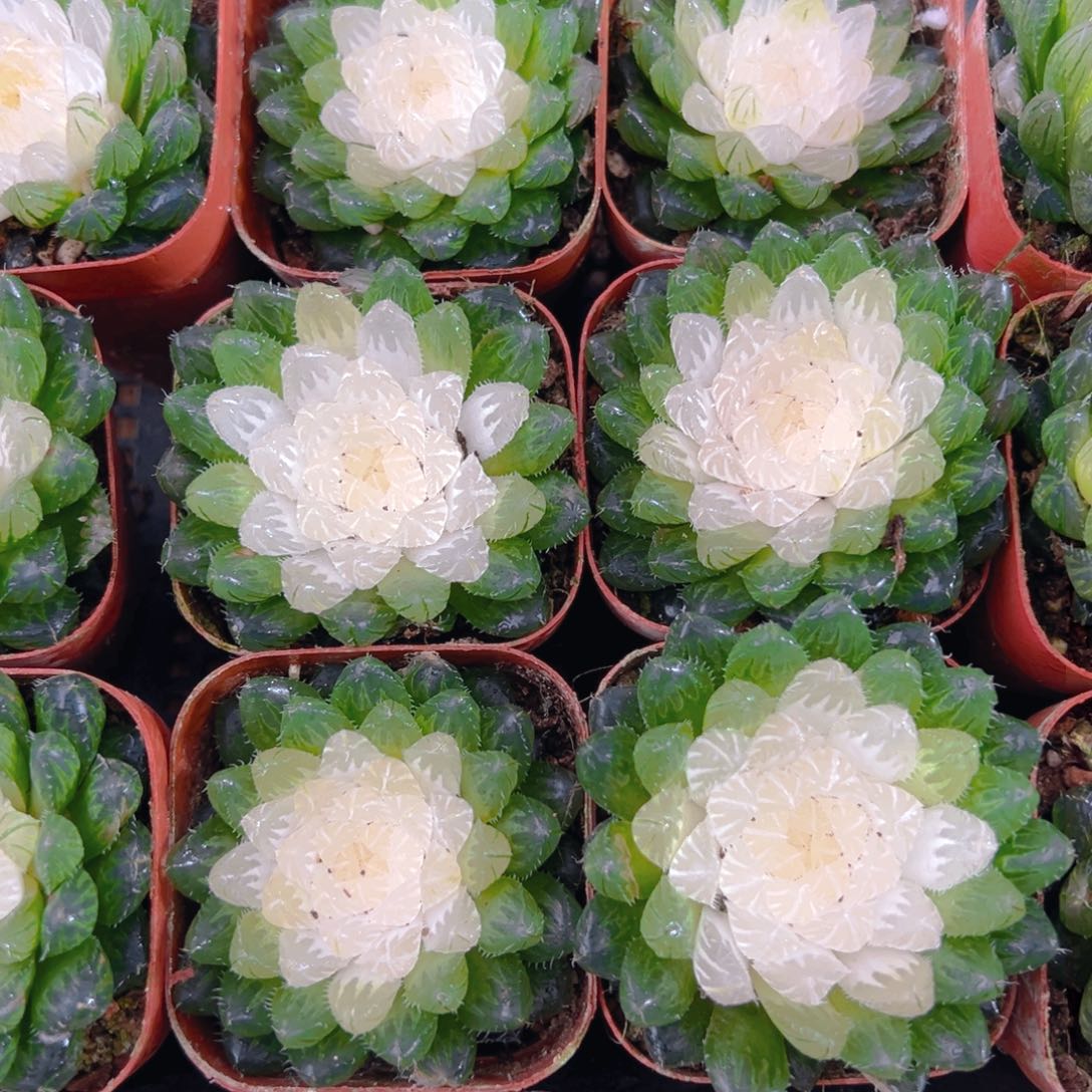 3宝莲灯玉露多肉多肉一颗