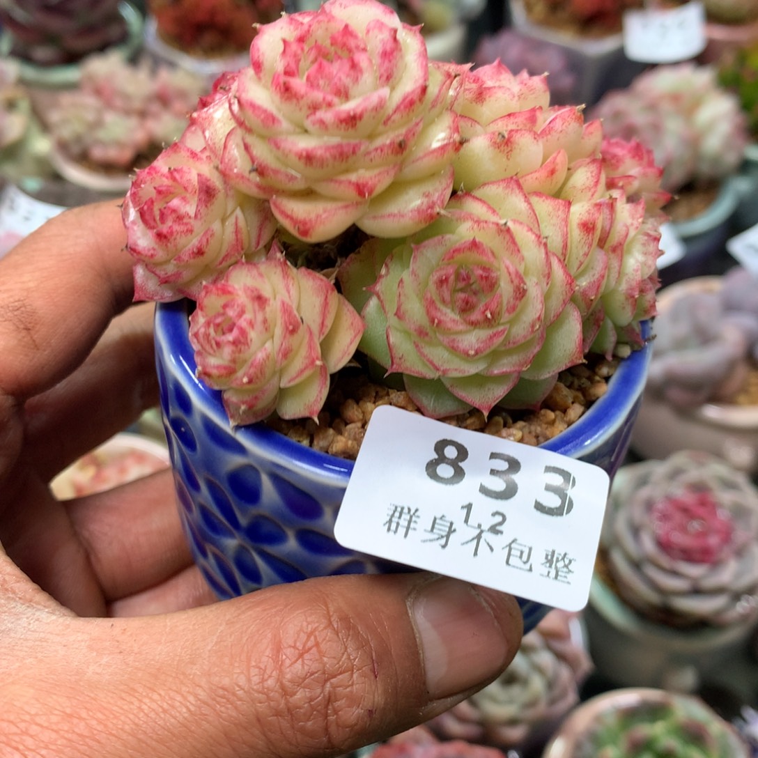 精控拇指盆1.2833