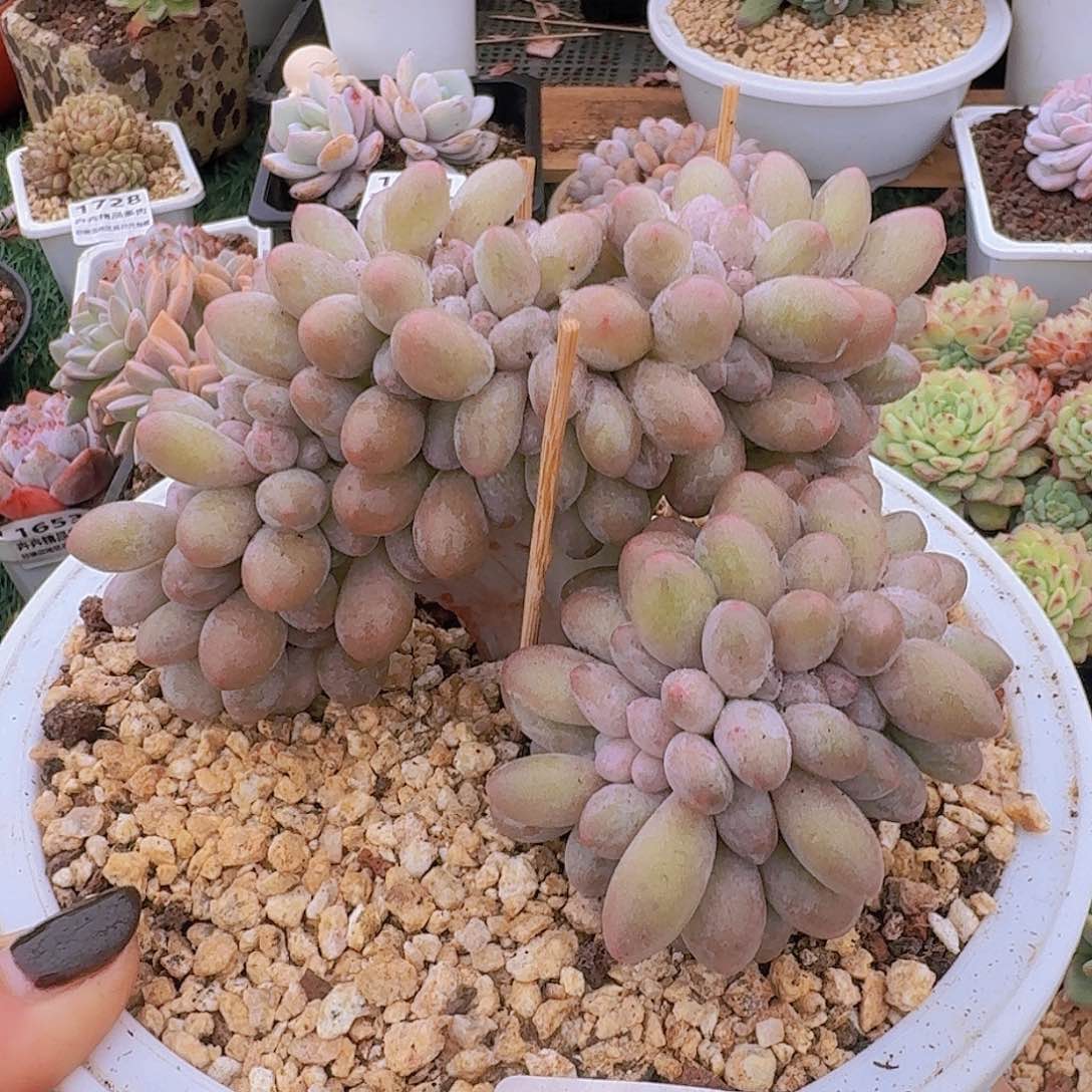 1601一物一拍（满28包邮）