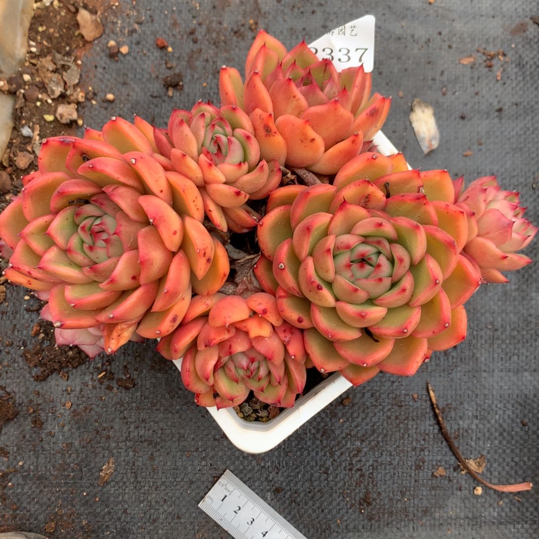 2337杂交多肉老桩