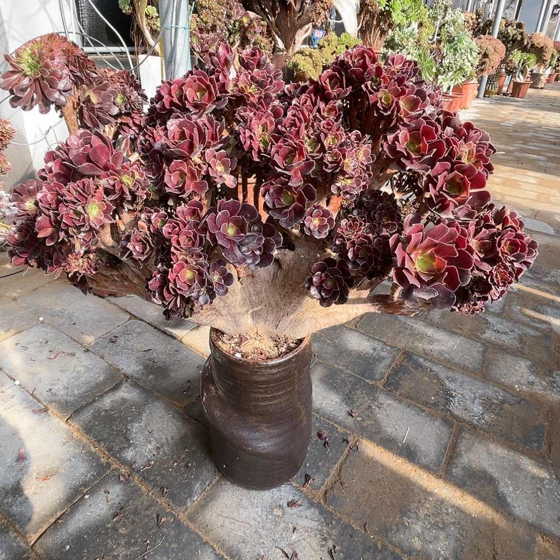 【闪购商品】无花朵梅花朵朵