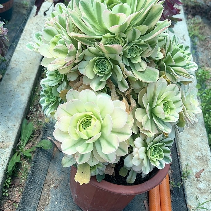 0891辛尼亚多肉植物