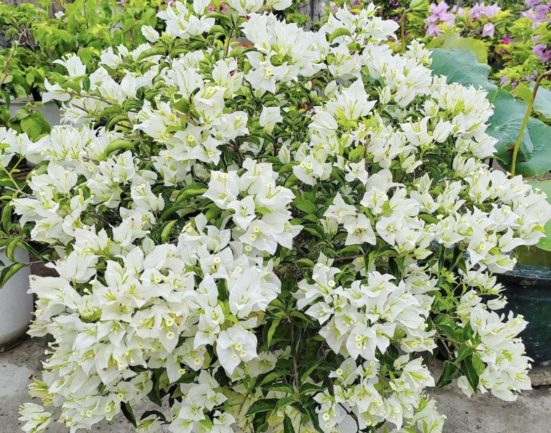 《白雪公主1苗》正宗三角梅基地直发阳台庭院飘枝垂丝爬藤四季勤花。