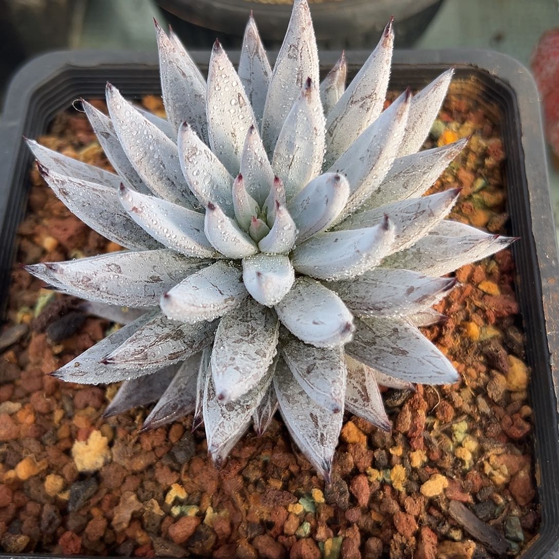 黑爪爪一物一拍多肉