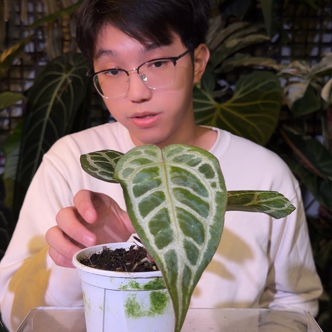 完全开放G179 银骑士