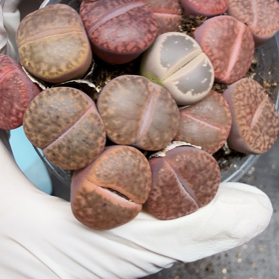 哈哈笑不出话就笑道241这个